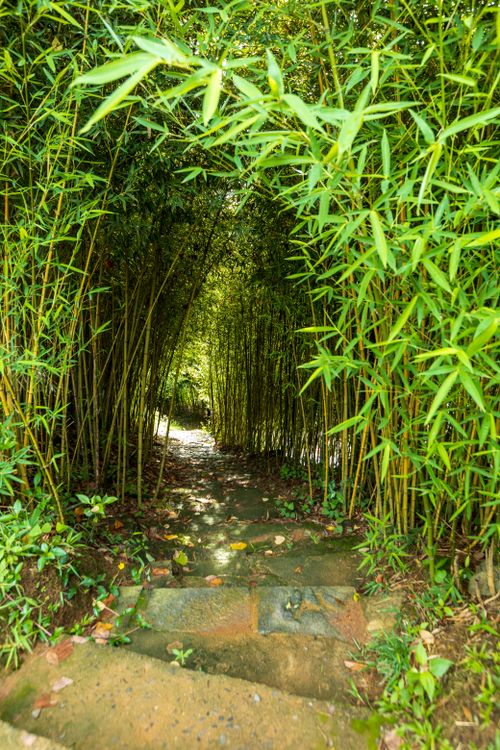 Free Serene bamboo path surrounded by vibrant green foliage. A natural escape. Stock Photo