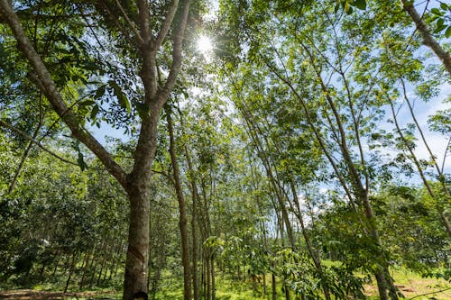 Foto profissional grátis de árvores, cenário, ecológico