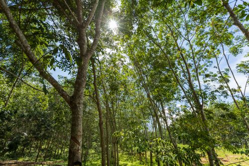 Free Sunlight streams through a lush green forest canopy, highlighting towering trees and vibrant foliage. Stock Photo