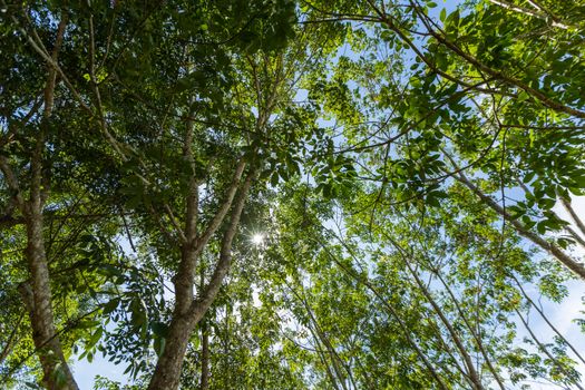 Sunlight filters through the vibrant green leaves of a dense forest, creating a serene natural canopy.