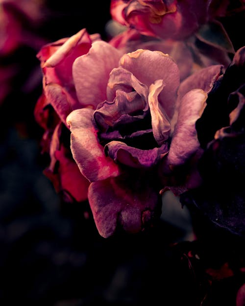 Close up of Rose Petals