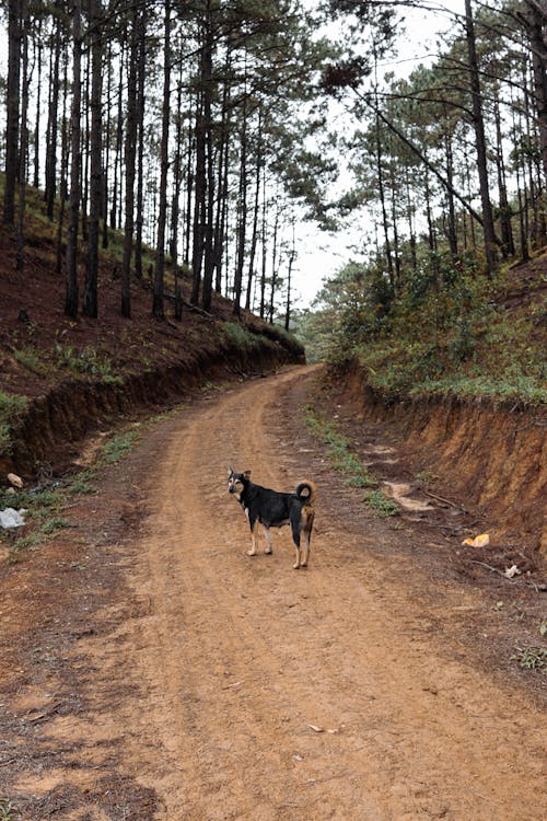 Dog on Dirt Road in Forest