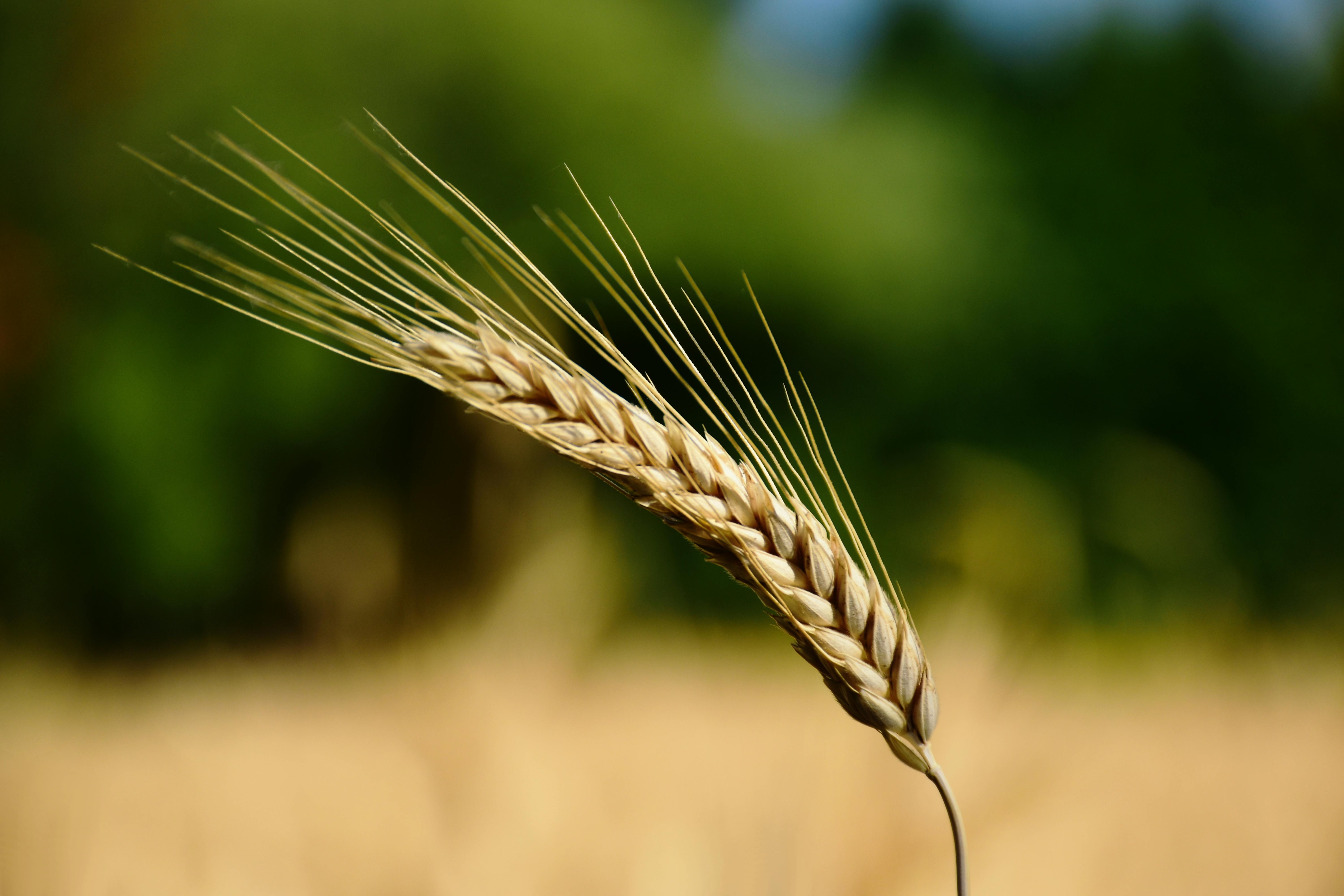 Ear Of Wheat Photos, Download The BEST Free Ear Of Wheat Stock Photos ...