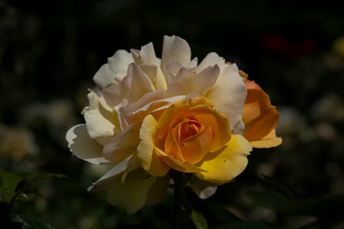 Foto profissional grátis de amarelo, branco, fechar-se