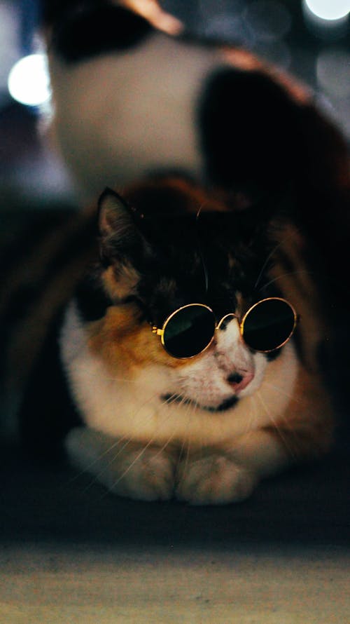 サングラス, ネコ, ペットの無料の写真素材