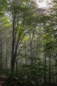 Sunlight filters through a lush green forest canopy, creating dramatic rays in Podgorica.