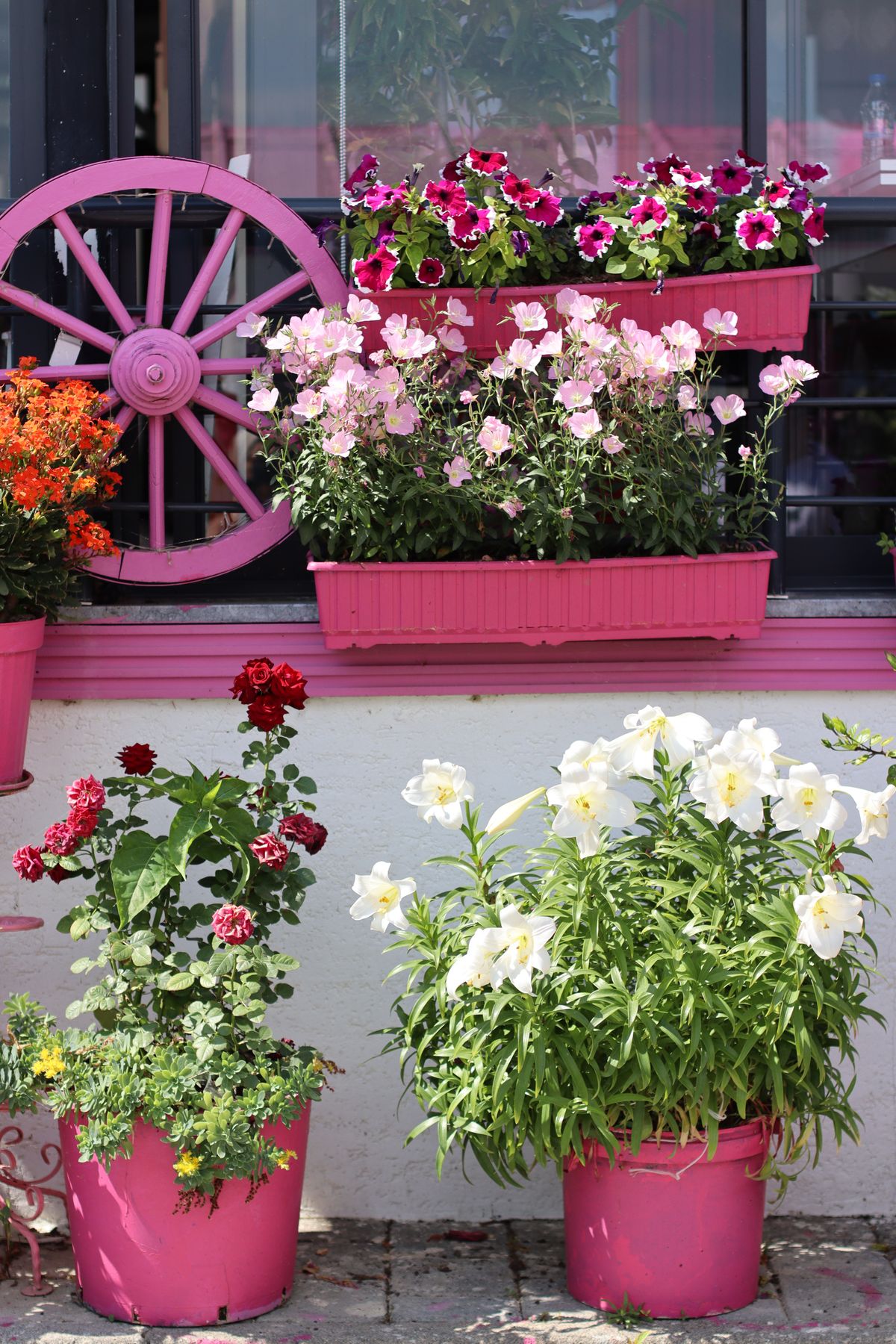 Vibrant floral display in pink pots beside a window in Bursa, Türkiye. Stock Photo.