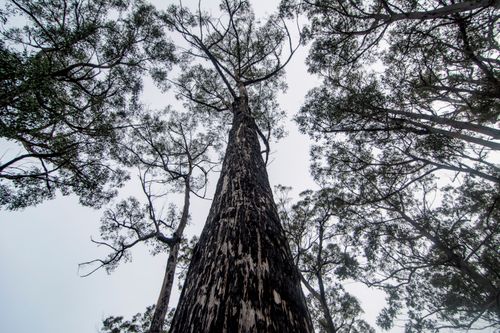Free A low angle view of towering trees in a forest near Ouse, Tasmania, showcasing natural beauty. Stock Photo