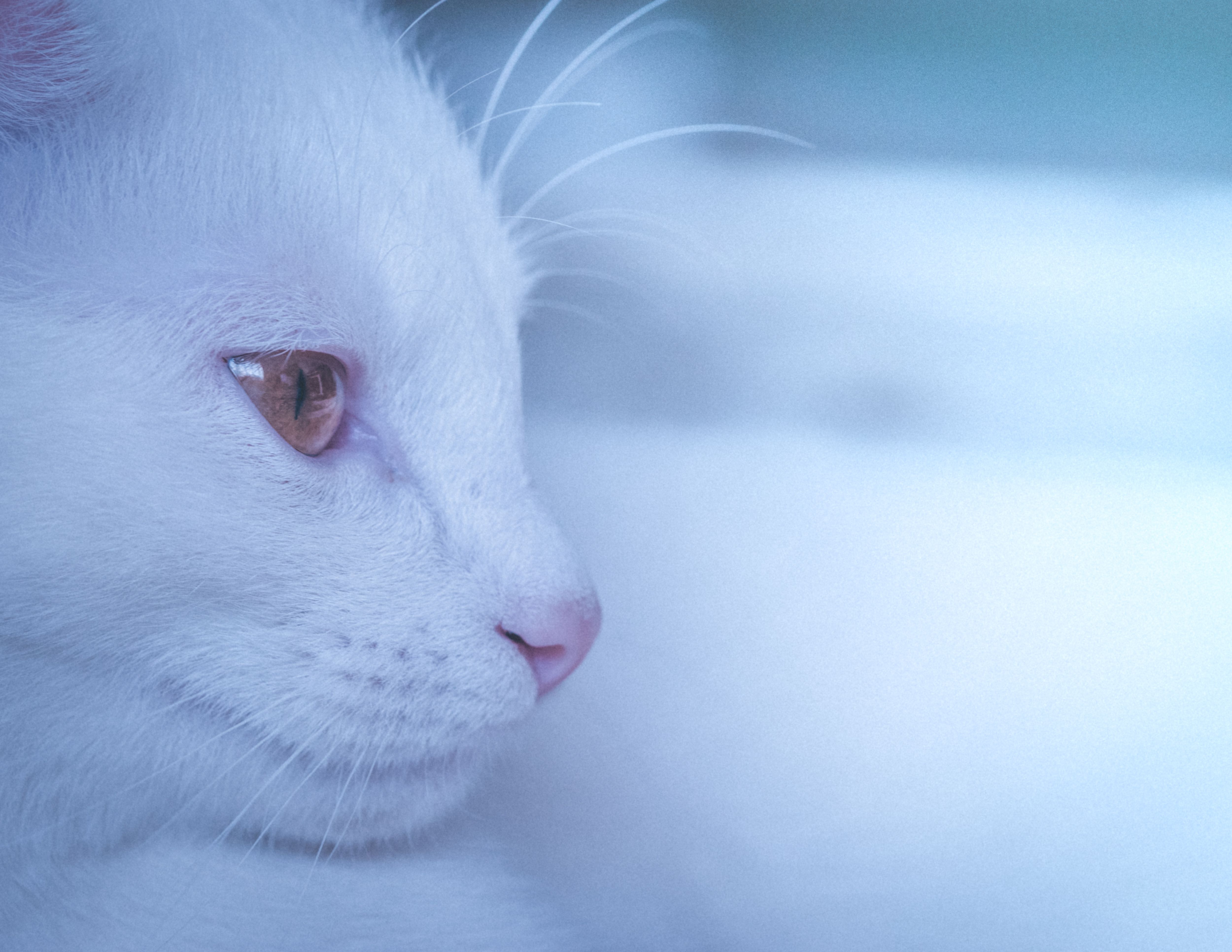 Close-up of White Cat · Free Stock Photo