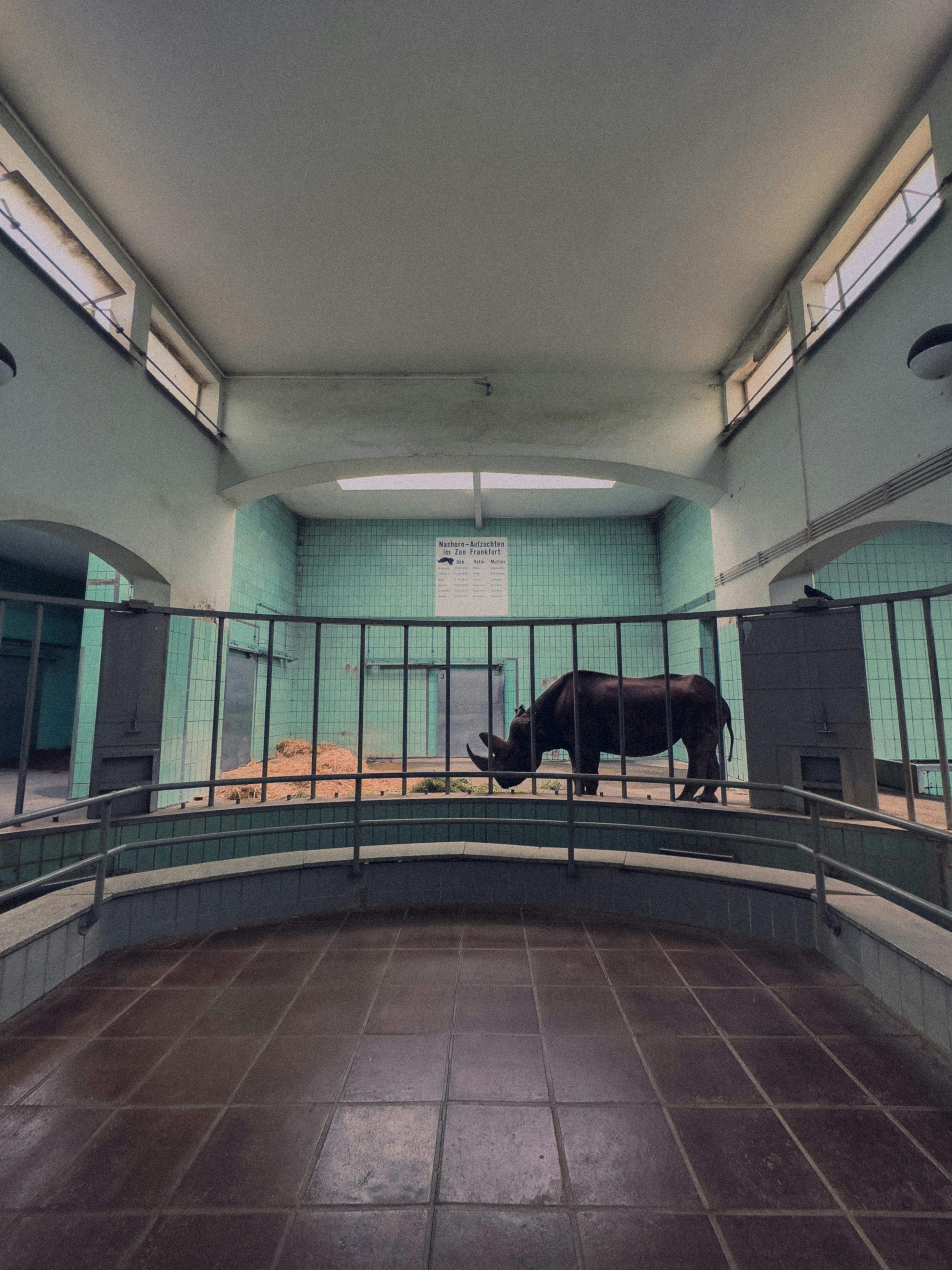 grátis Foto profissional grátis de #interior, Alemanha, animais selvagens Foto profissional