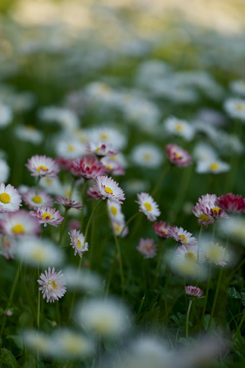 Kostnadsfri bild av äng, anläggning, blommor