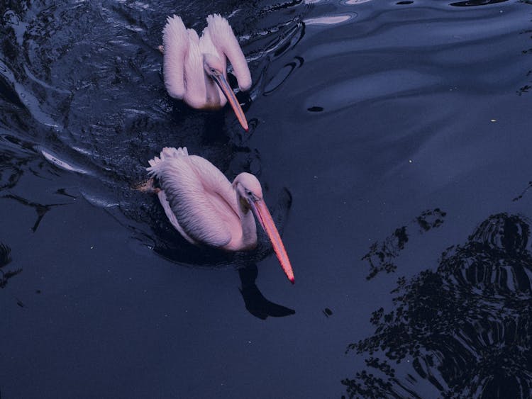 Great White Pelicans