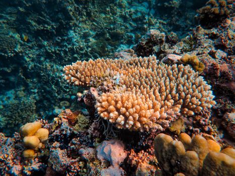 Close-up of a colorful coral reef showcasing marine biodiversity underwater.