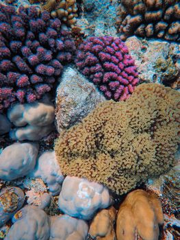 Colorful coral reefs showcasing natural underwater beauty and marine life.