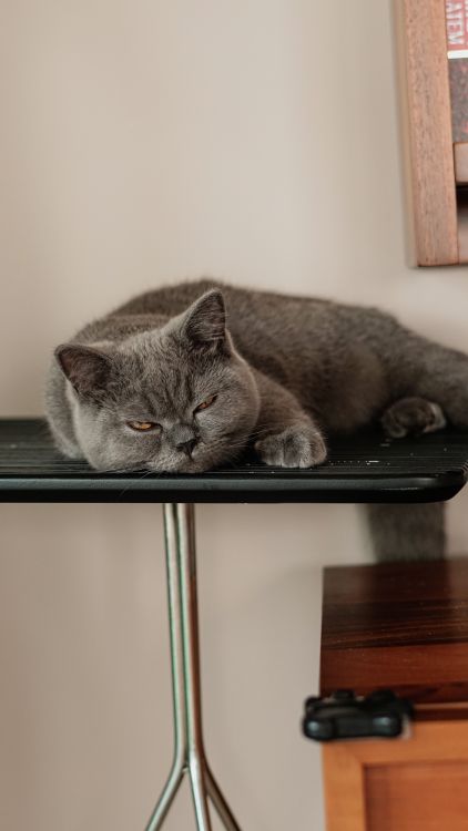 A grey cat laying on top of a table · Free Stock Photo