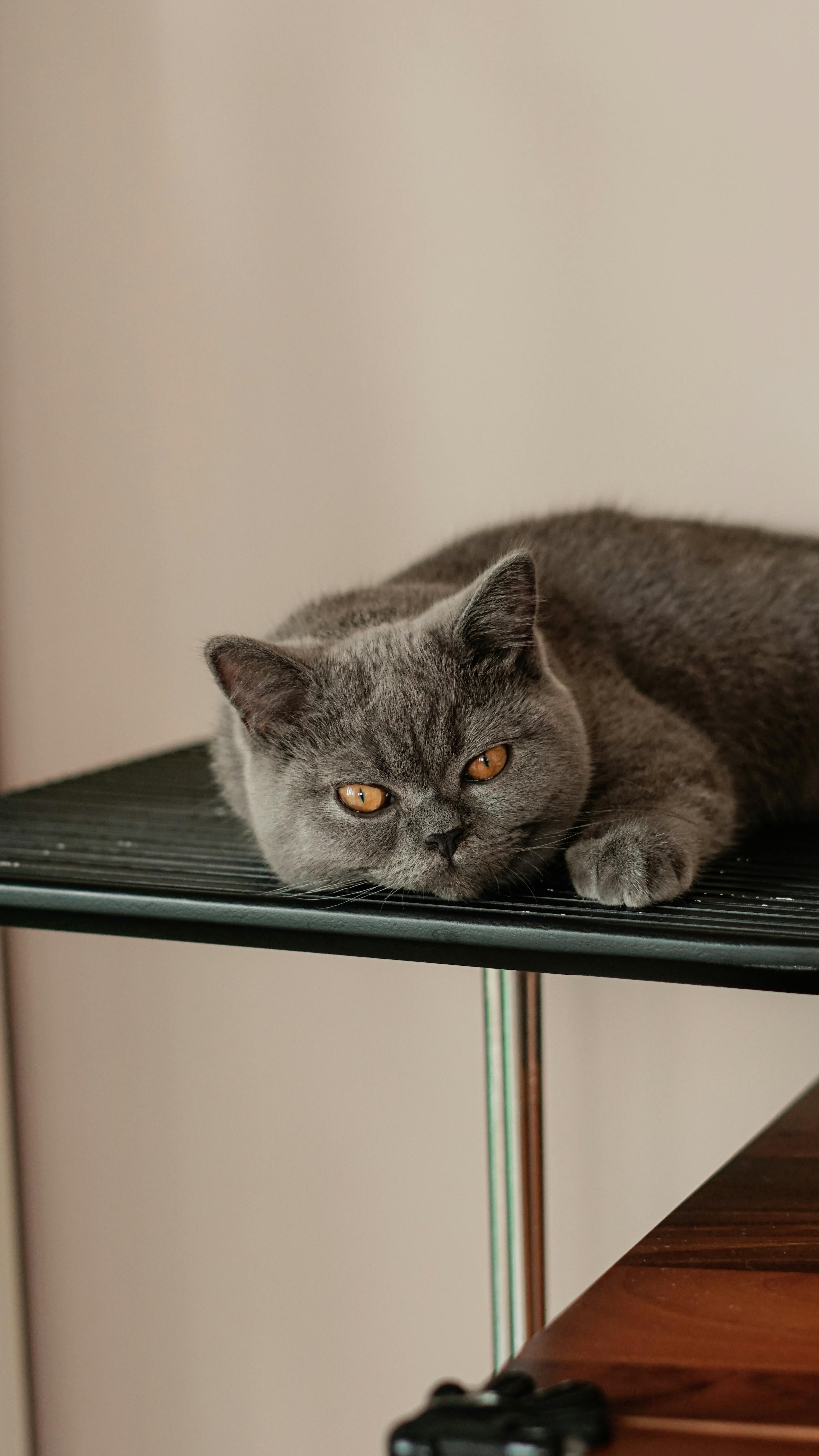 a grey cat laying on top of a black table