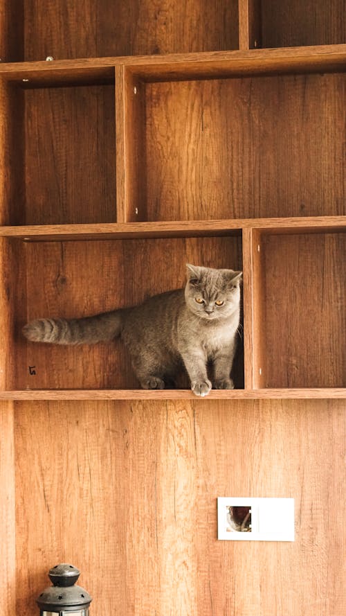 A cat is standing on top of a wooden shelf