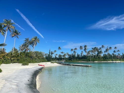 Photos gratuites de côte, mer, palmiers