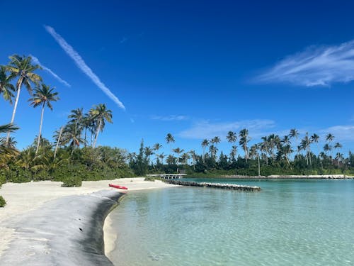 Palm Trees and Beach on Sea Shore