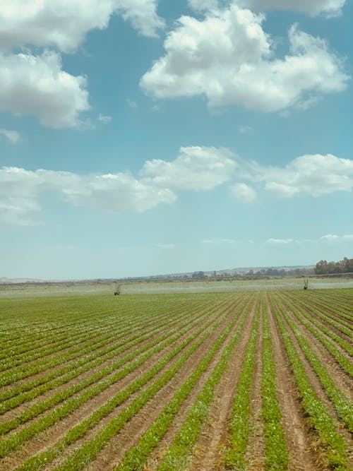 Fotobanka s bezplatnými fotkami na tému arašidová farma, hracie pole, krásna obloha