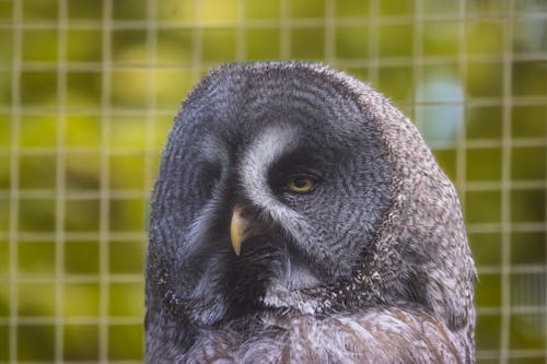 Ücretsiz baş, baykuş, büyük gri baykuş içeren Ücretsiz stok fotoğraf Stok Fotoğraflar