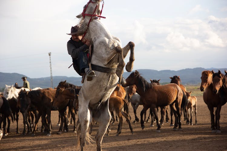 Cowboy Taming Horse In Herd