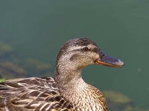 Free Detailed close-up of a mallard duck by the water, showcasing its brown and mottled features in natural habitat. Stock Photo