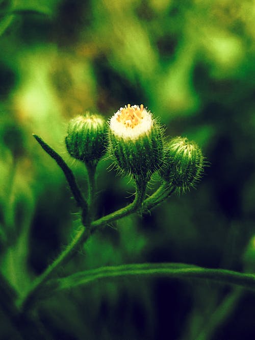 宏觀照片, 小花, 深綠色 的 免費圖庫相片