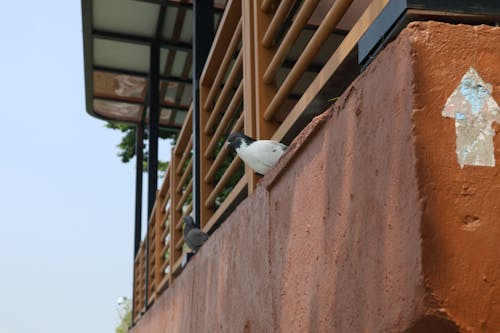 Two Birds Resting under Shade