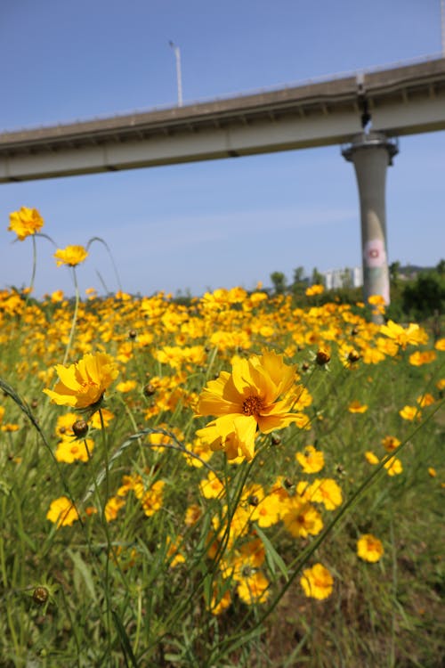 Yellow Flowers Blooming under Overpass