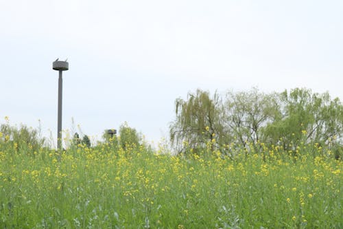 Fotos de stock gratuitas de @al aire libre, ambiente, arboles