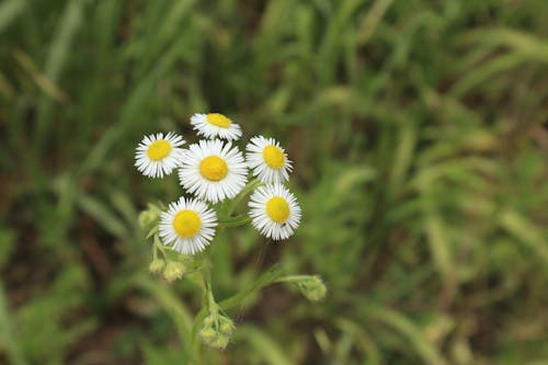 Fotos de stock gratuitas de @al aire libre, ambiente, arboles