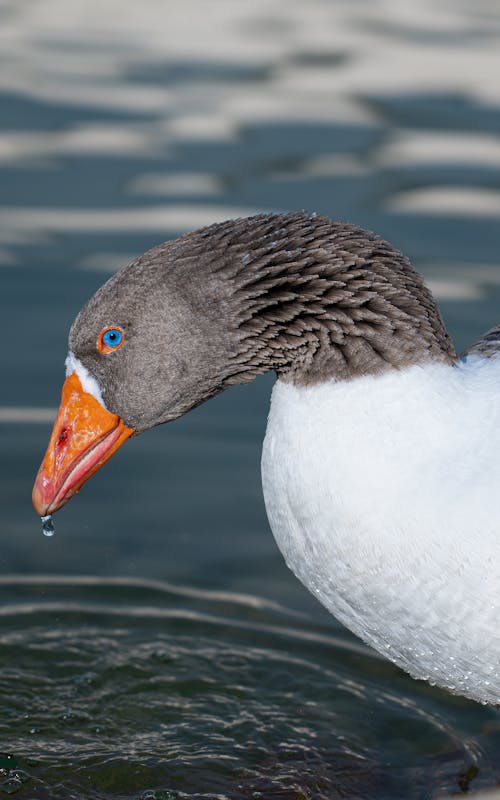 Drop on the End of Goose Beak