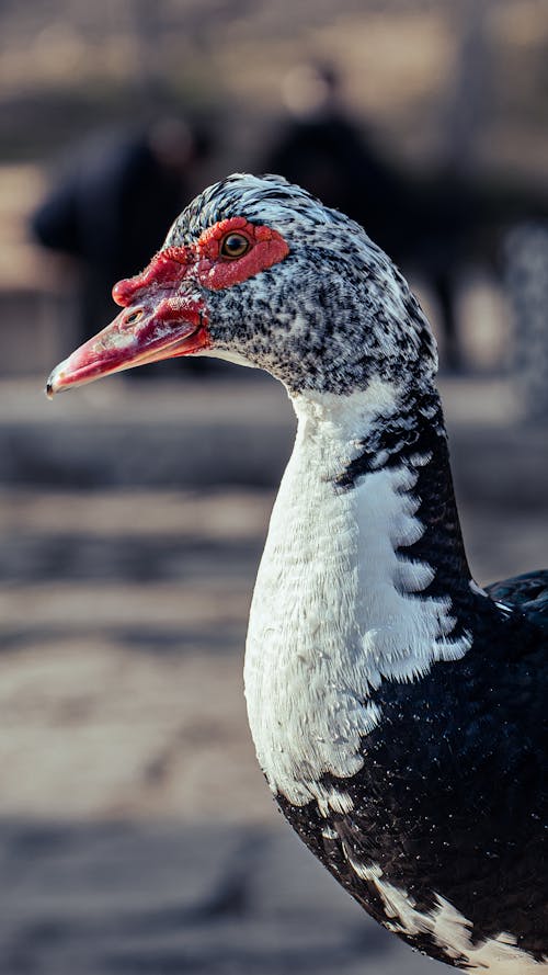 Close up of Duck's Head