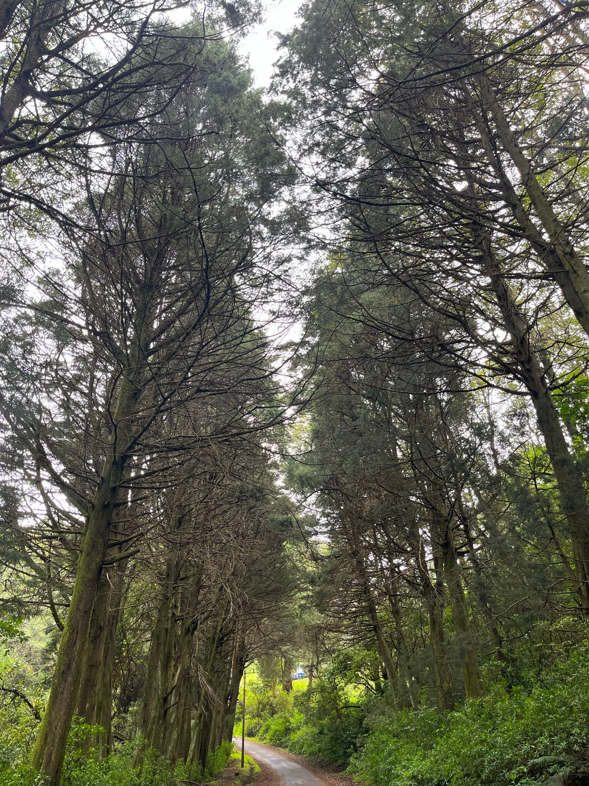 Towering cedar trees lining the ancient forest path leading to Eiheiji Temple in Fukui, Japan
