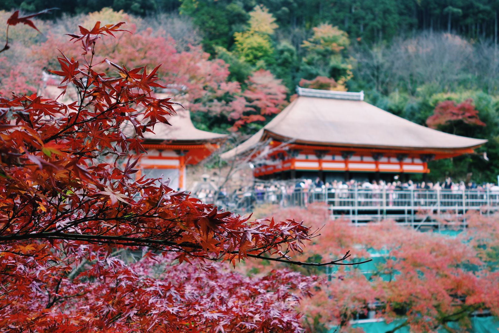 Kyoto temple surrounded by red autumn maple leaves