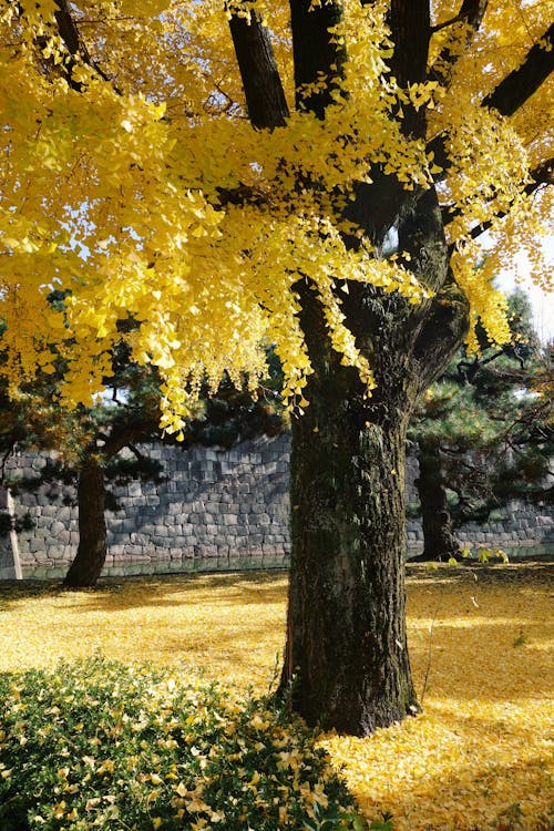 Fallen Autumn Leaves under Tree