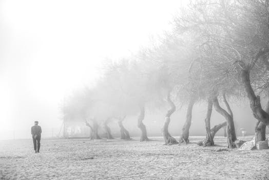 A lone man walks on a foggy beach lined with twisted trees, creating an atmospheric and peaceful scene.