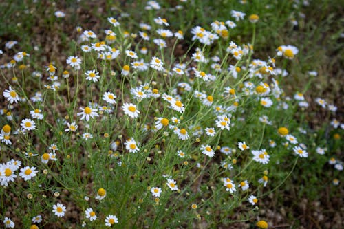Foto stok gratis alam, bidang, bunga kamomil