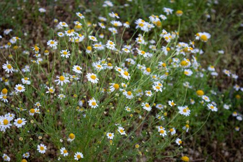Free Beautiful chamomile flowers blooming in a lush field in Elâzığ, Türkiye. Stock Photo