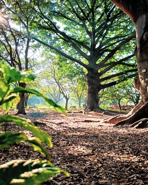 Foto stok gratis latar belakang hutan, sorot sinar matahari