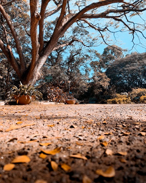 Vibrant Orange Leaves Blanketing the Ground