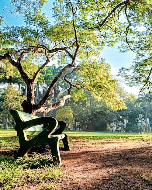 公園壁紙, 清晨 的 免費圖庫相片