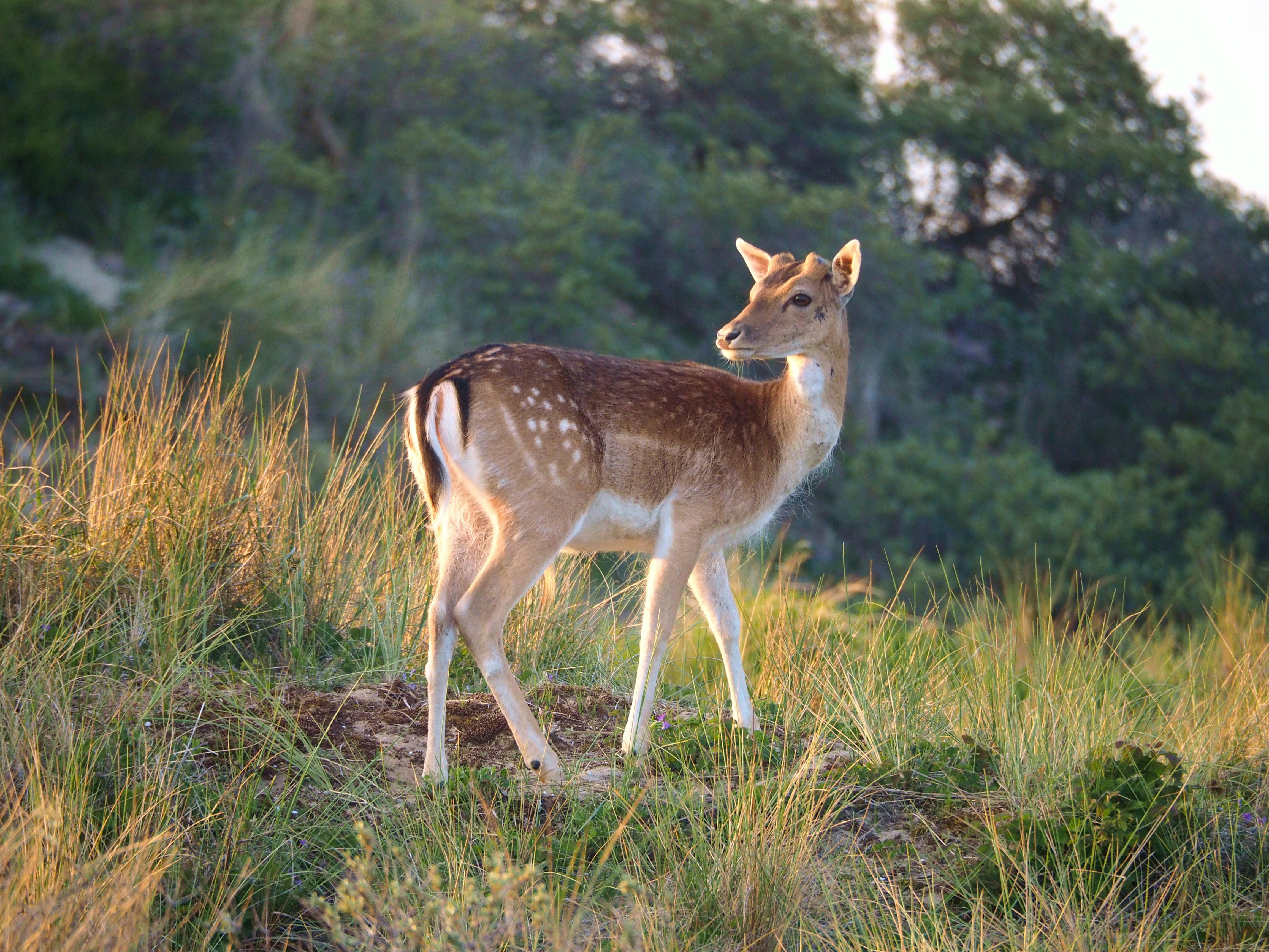 grátis Foto profissional grátis de adular, amante da natureza, animais selvagens Foto profissional