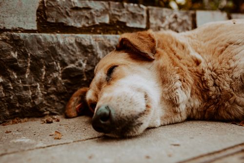 Free A relaxed dog lying on the pavement against a stone wall in İstanbul, Türkiye. Stock Photo