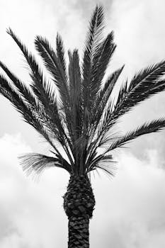 A striking black and white photograph of a tall palm tree set against a cloudy sky.