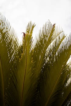 Detailed view of lush tropical palm fronds reaching towards the sky, perfect for nature themes.