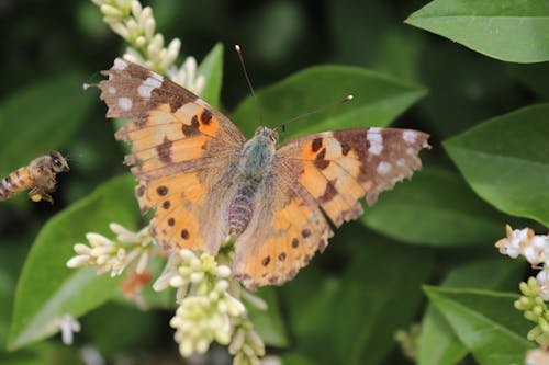 Butterfly on a Shrub on a Field 