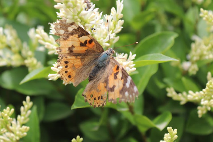 Butterfly On A Shrub On A Field 