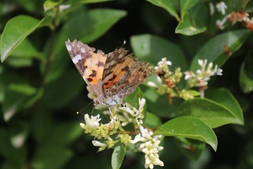 Butterfly on a Shrub on a Field 